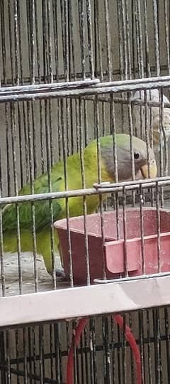 Plum Head Parakeet Parrott Healthy & Active