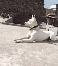 Gultair