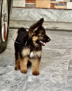 German