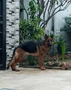 Pedigree