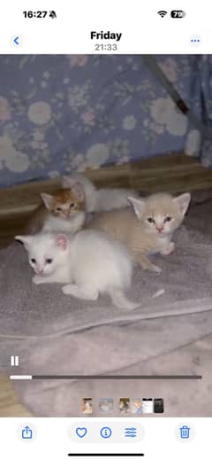 Cats for sale