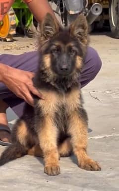 German shepherd GSD puppies. WhatsApp 03079535892