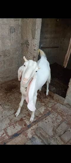 Gulabi