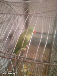 parrot seller