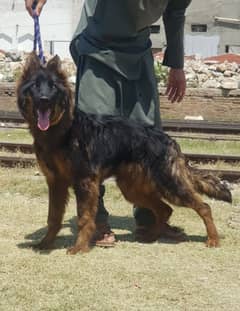 German Shepherd long coat male for sale