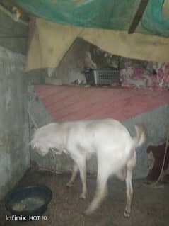 Tadda