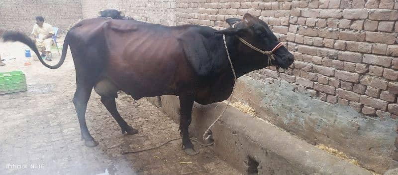 Australian cow 0