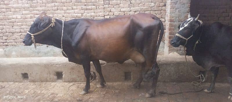 Australian cow 1