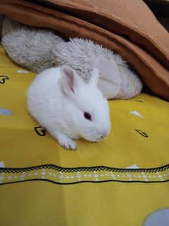 rabbit lover