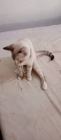 Siamese cat