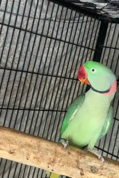 love birds healthy and active