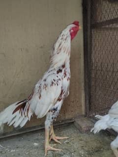 Sindhi Cheena Male.
