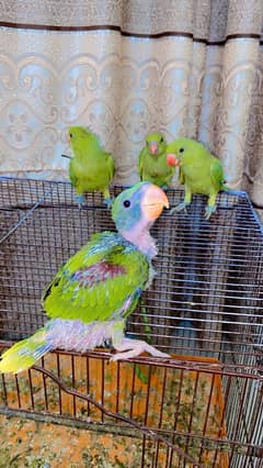Raw parrot and ringnick