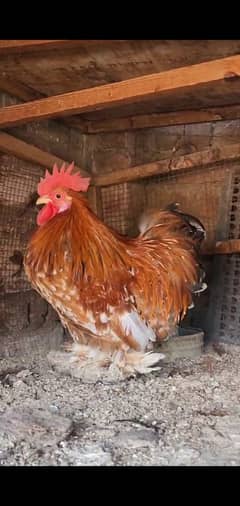 cochin bantam for sale