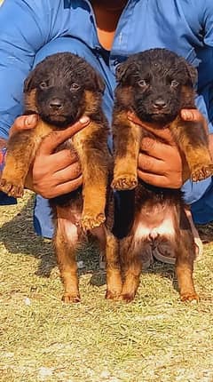 Black German Shepherd Pair / German Shepherd Puppies For Sale