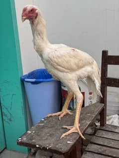 White king o shamo patha 5.5 month hamid bhatti breed
