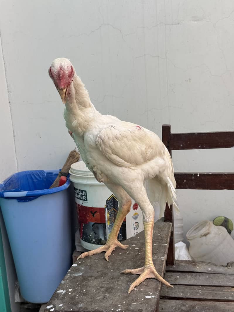 White king o shamo patha 5.5 month hamid bhatti breed 1