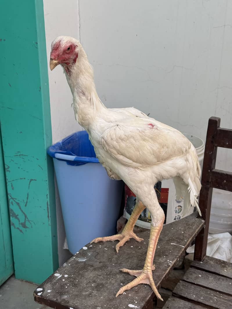 White king o shamo patha 5.5 month hamid bhatti breed 3