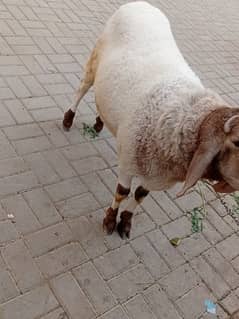 sheep