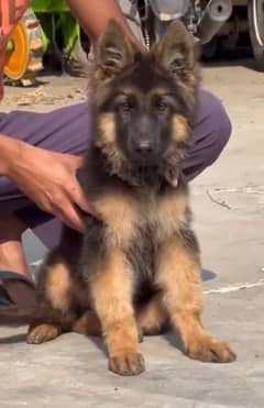 German shepherd GSD puppies. WhatsApp 03079535892