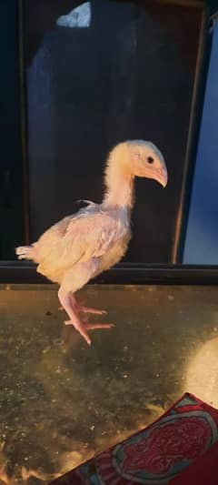White O Shamo Chick's 20 Days Old
