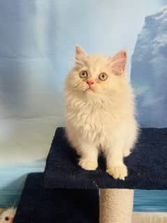 perisan Bi color fawn n white triple coated kitten