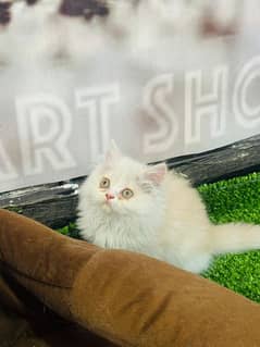 Persian Punch face triple coated bi color fawn n white female kitten
