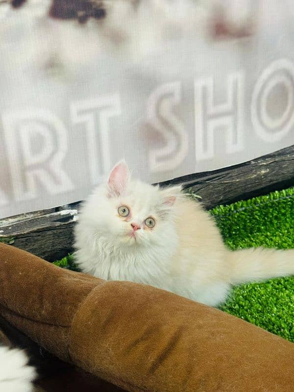 Persian Punch face triple coated bi color fawn n white female kitten 1