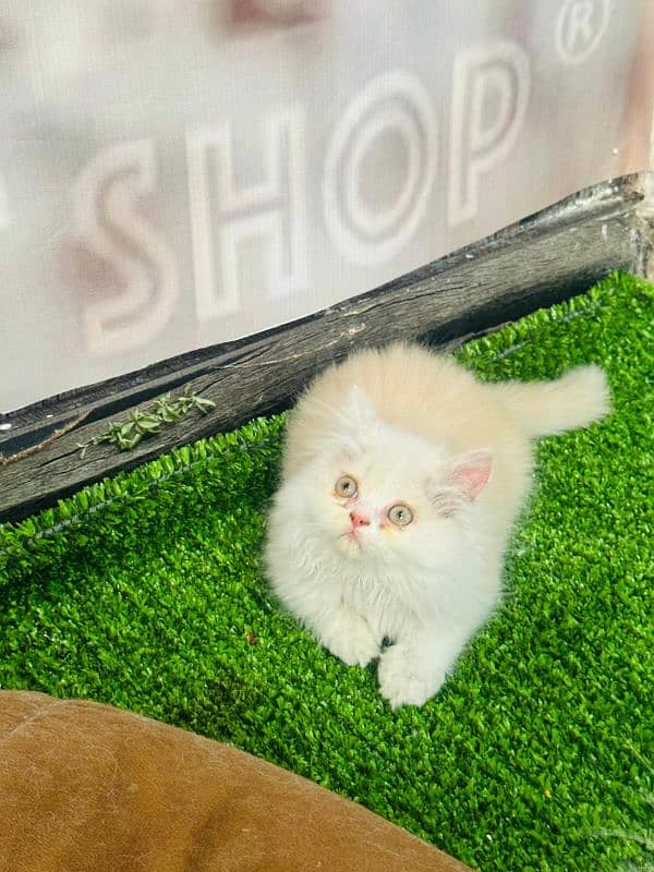 Persian Punch face triple coated bi color fawn n white female kitten 2