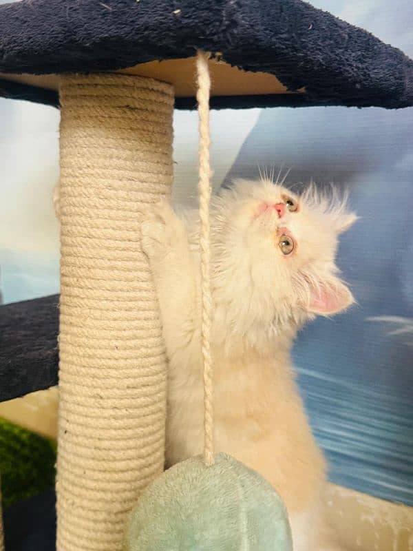 Persian Punch face triple coated bi color fawn n white female kitten 4