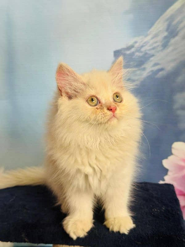 Persian Punch face triple coated bi color fawn n white female kitten 5