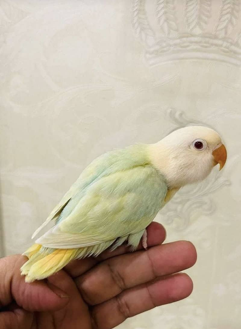 Lovebird for Sale Aqua, Creamino Opaline, Parblue Opaline, Pale Fallow 3