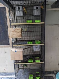 Raw parrots