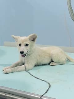 Russian dog female