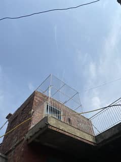 Pigeons