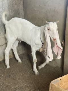 Gulabi