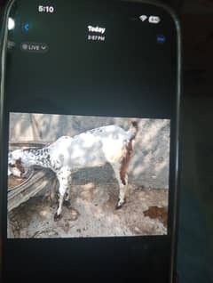 bakri,