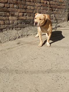 American pitbull