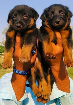 German Shepherd Double Coat Puppies / German Shepherd Pair For Sale