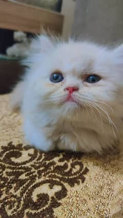 persian