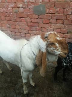 Bakra For Sale