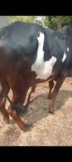 bull for qurbani