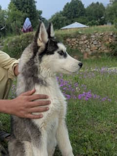 Siberian husky pair