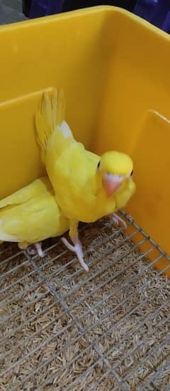 Ringneck