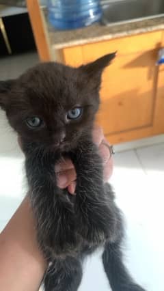 persian