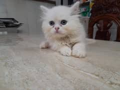 Persian kitten for urgent sale my WhatsApp number 03706577151