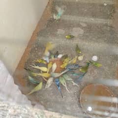 parrot