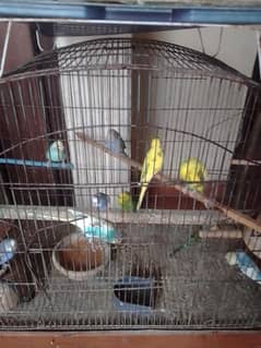 Budgie