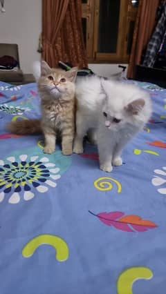 Persian Cat Pair