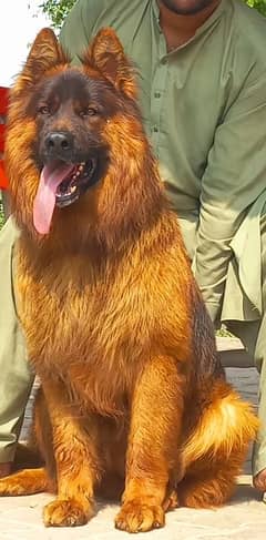 show quality hug size dark pigment male ready for new home